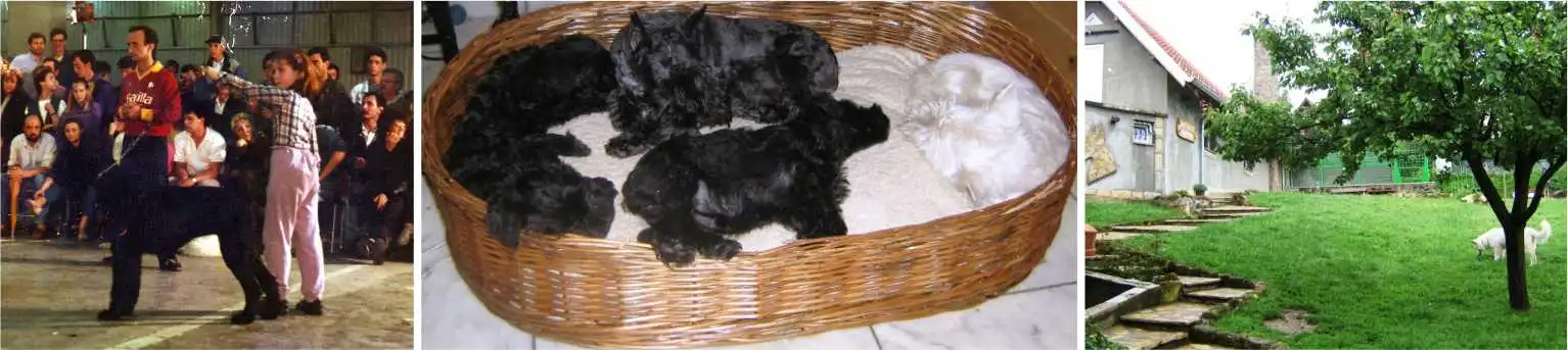 O pansionu za kućne ljubimce